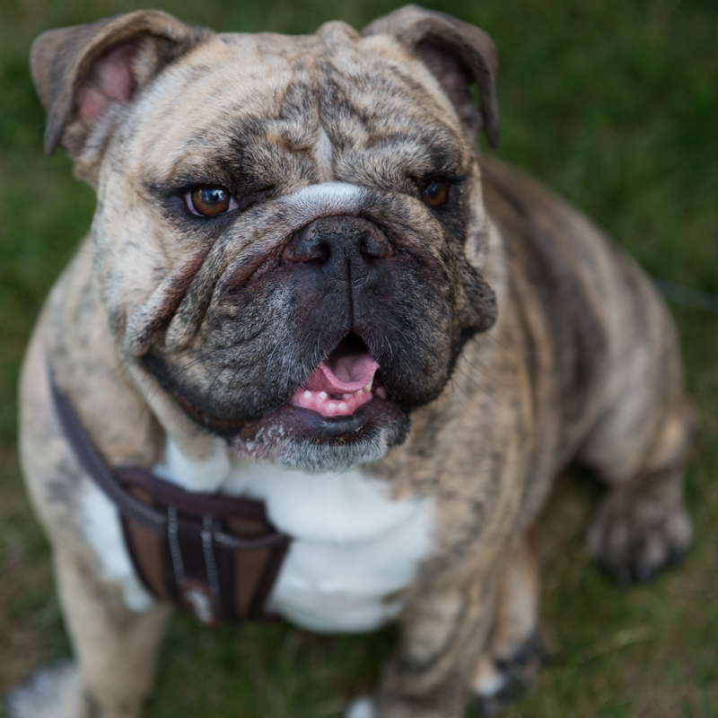 Dogs of all shapes and sizes turned out to the Go Dog