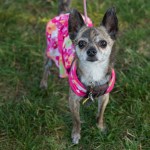 Dogs of all shapes and sizes turned out to the Go Dog