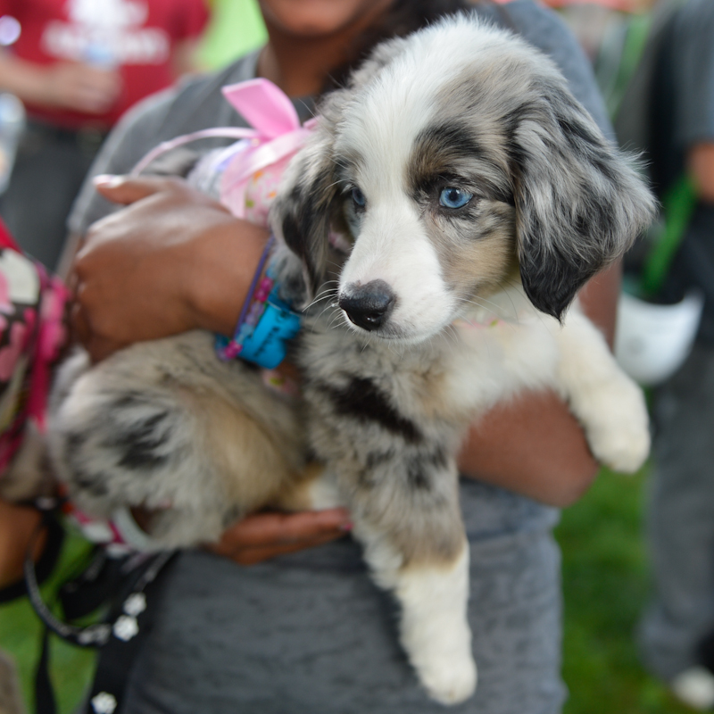 Dogs of all shapes and sizes turned out to the Go Dog