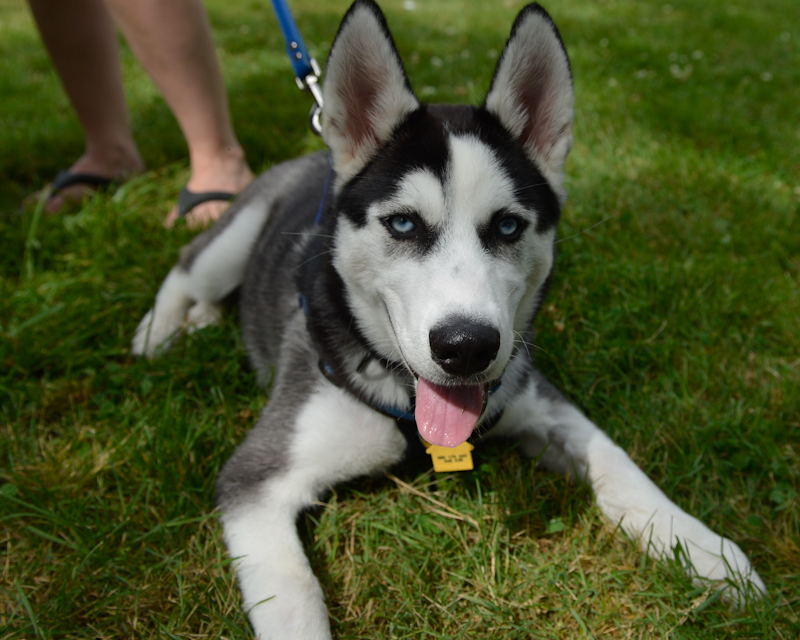 Dogs of all shapes and sizes turned out to the Go Dog