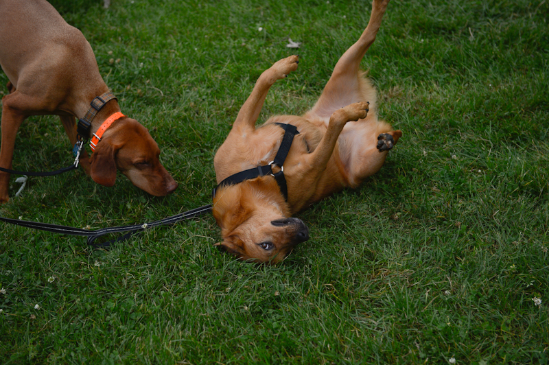 Dogs of all shapes and sizes turned out to the Go Dog