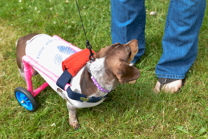 Dogs of all shapes and sizes turned out to the Go Dog