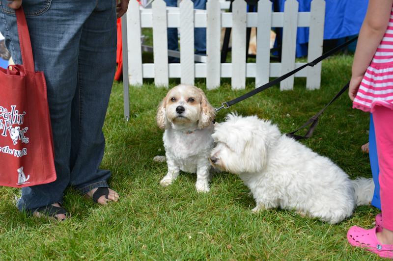 Dogs of all shapes and sizes turned out to the Go Dog