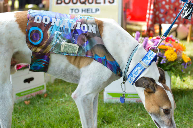 Dogs of all shapes and sizes turned out to the Go Dog