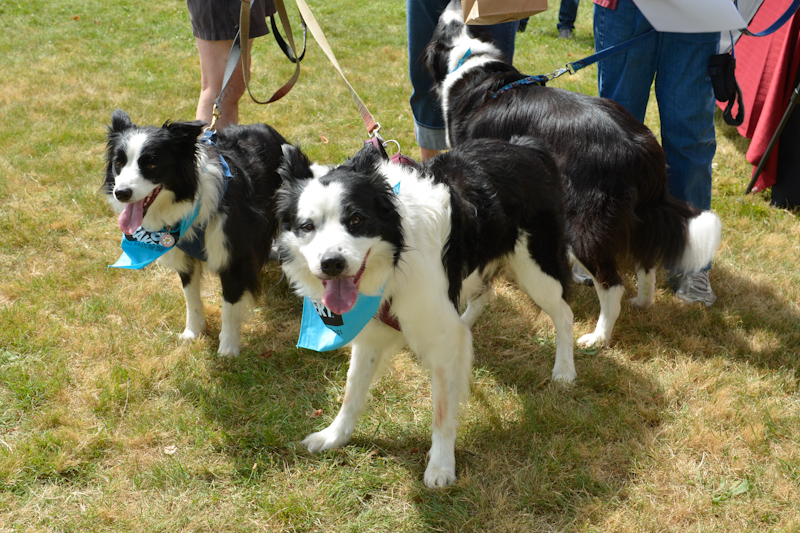 Dogs of all shapes and sizes turned out to the Go Dog