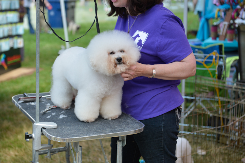 Dogs of all shapes and sizes turned out to the Go Dog