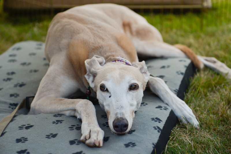 Dogs of all shapes and sizes turned out to the Go Dog
