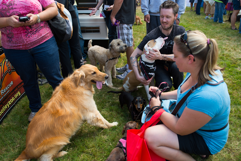 Dogs of all shapes and sizes turned out to the Go Dog