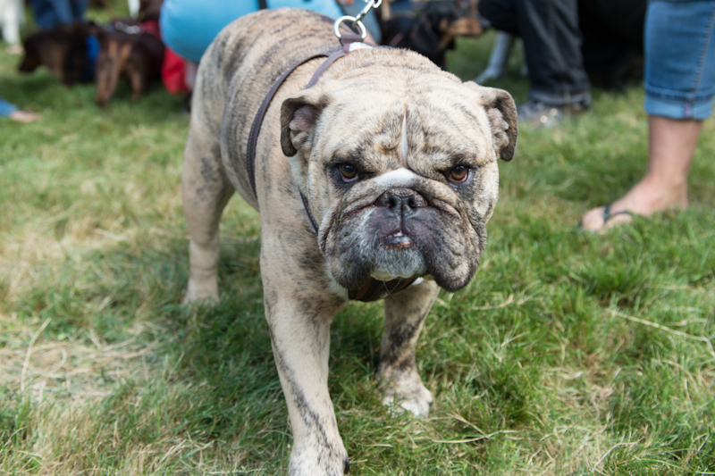 Dogs of all shapes and sizes turned out to the Go Dog