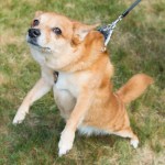 Dogs of all shapes and sizes turned out to the Go Dog