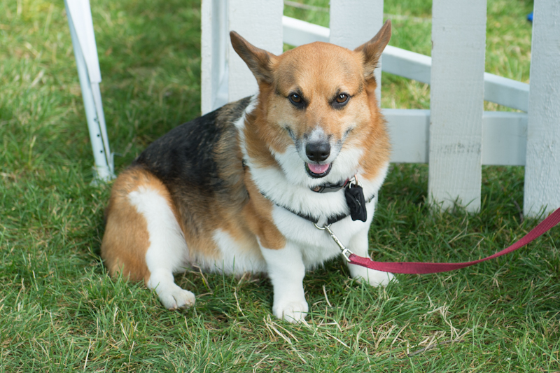 Dogs of all shapes and sizes turned out to the Go Dog