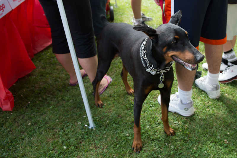 Dogs of all shapes and sizes turned out to the Go Dog