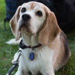 Dogs of all shapes and sizes turned out to the Go Dog