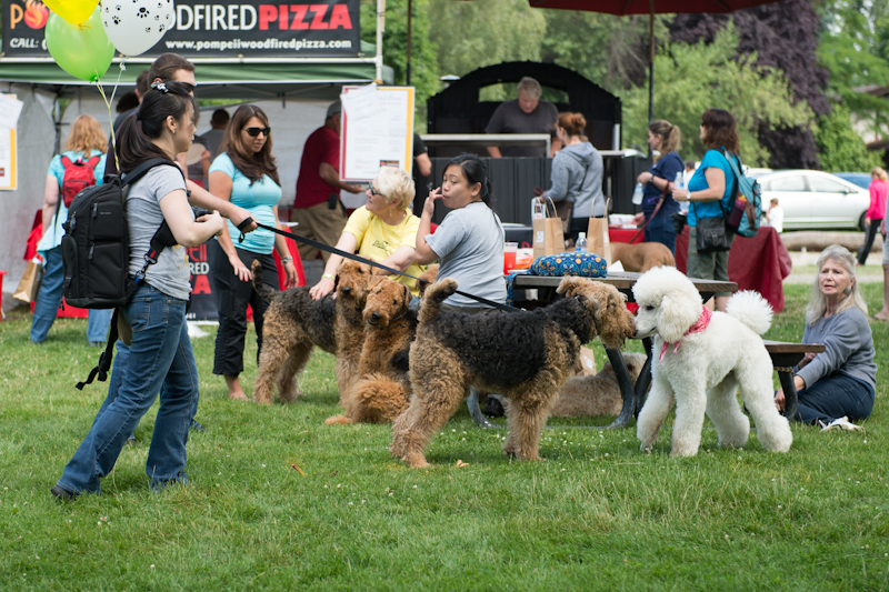 Dogs of all shapes and sizes turned out to the Go Dog