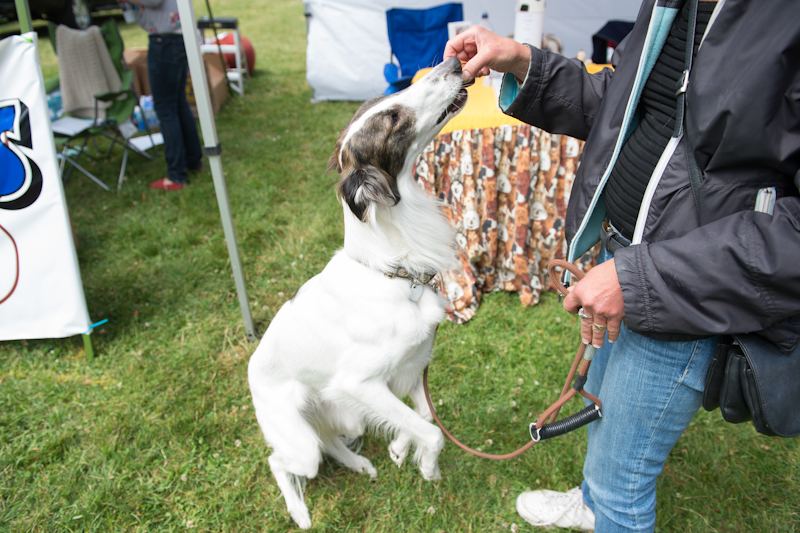 Dogs of all shapes and sizes turned out to the Go Dog