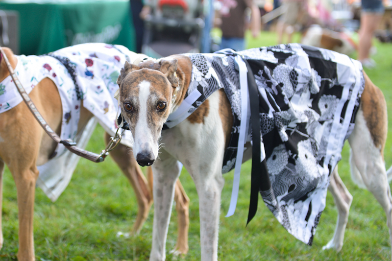 Dogs of all shapes and sizes turned out to the Go Dog