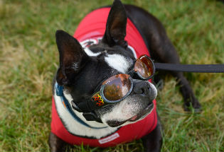 Dogs of all shapes and sizes turned out to the Go Dog