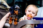 A pup and a baby, sharing a stroller together.