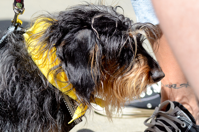 A wire-haired dachshund, one of the shaggier competitors.