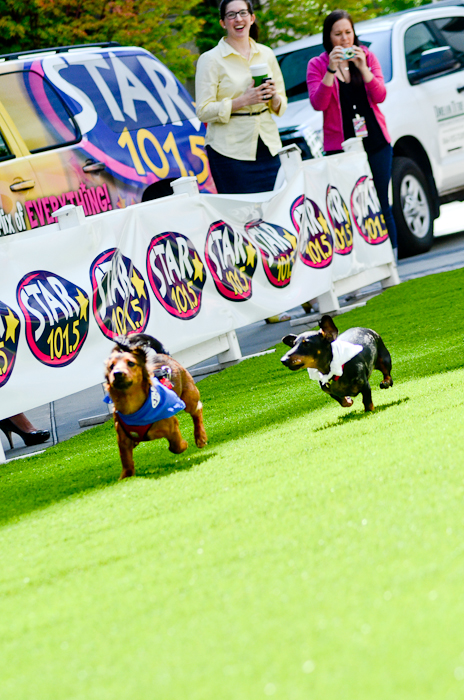 A couple of less distracted dogs fly down the track.