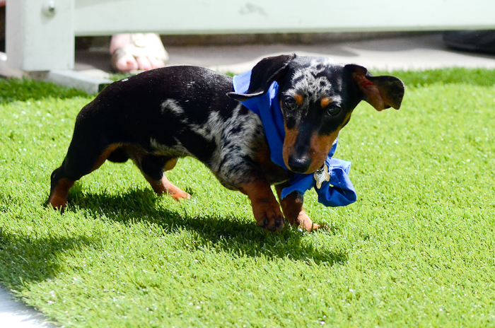 STAR 101.5 and Emerald Downs teamed up to host the preliminary Wiener
