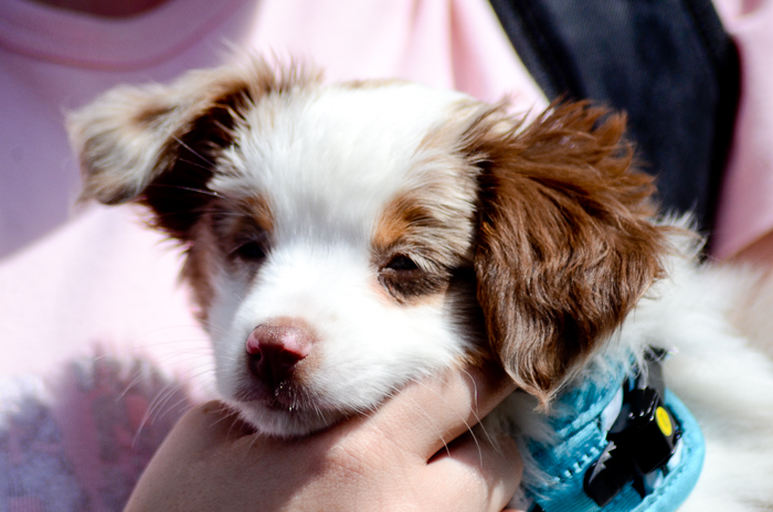 STAR 101.5 and Emerald Downs teamed up to host the preliminary Wiener