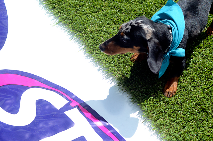STAR 101.5 and Emerald Downs teamed up to host the preliminary Wiener