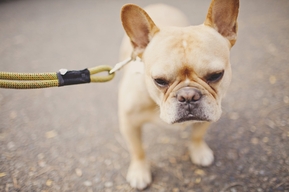 Mordan Dilon, a University of Washington art and business student says French Bulldog Wallace often steals the show when he's around.