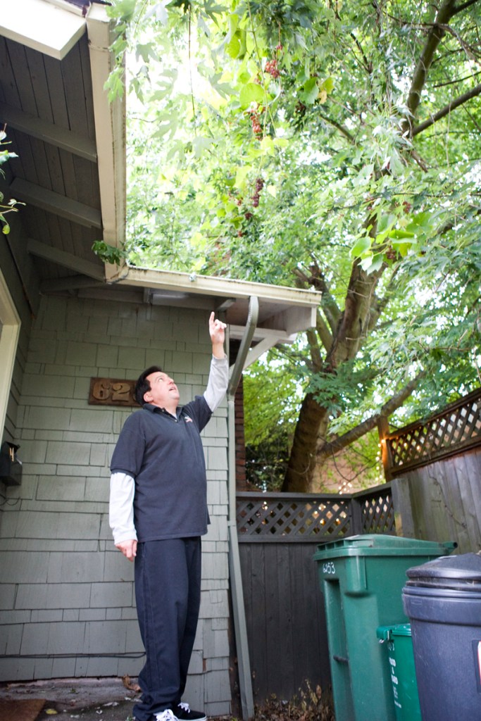 The grapes have taken over his neighboraE™s tree. Donatone offers a sample.