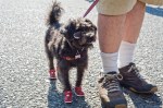 Adorable pups sported their finest attire to raise money at PAWSwalk