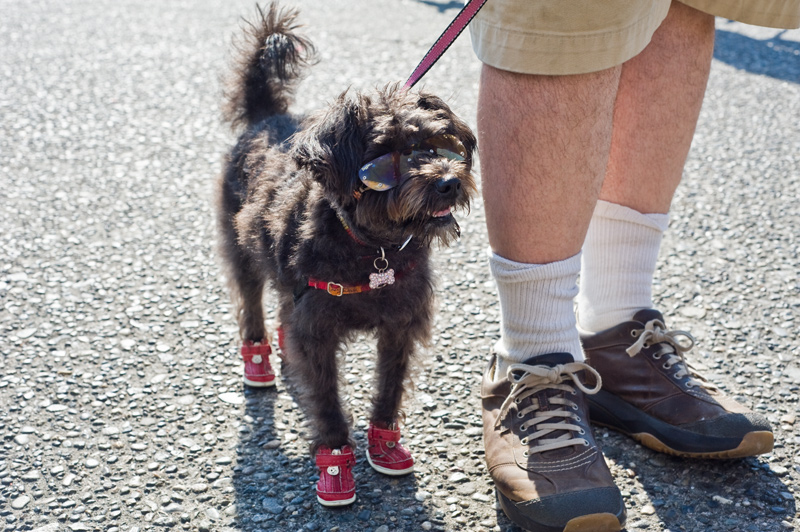 Adorable pups sported their finest attire to raise money at PAWSwalk