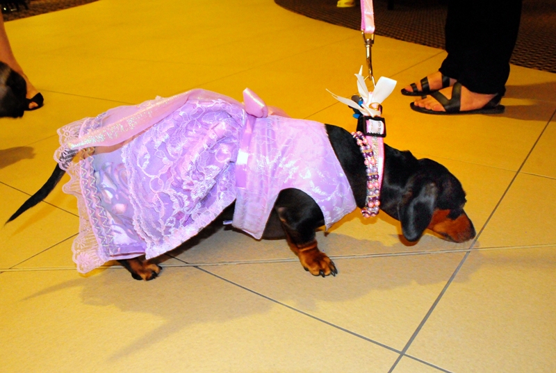 Samantha wore a doggy dress designed by Downunder Dog Designs.