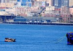 Harbor seals and/or sea lions bask in the sun.