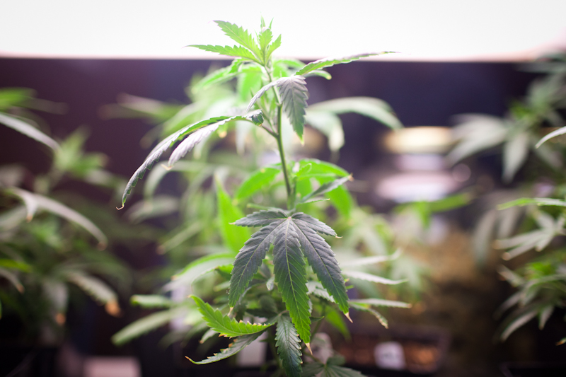 More than 600 people showed up Sunday for Seattle's first Cannabis Farmer's