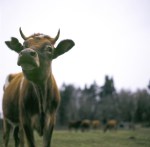 Kurtwood Farms is a self-sustaining farm located on Vashon Island.