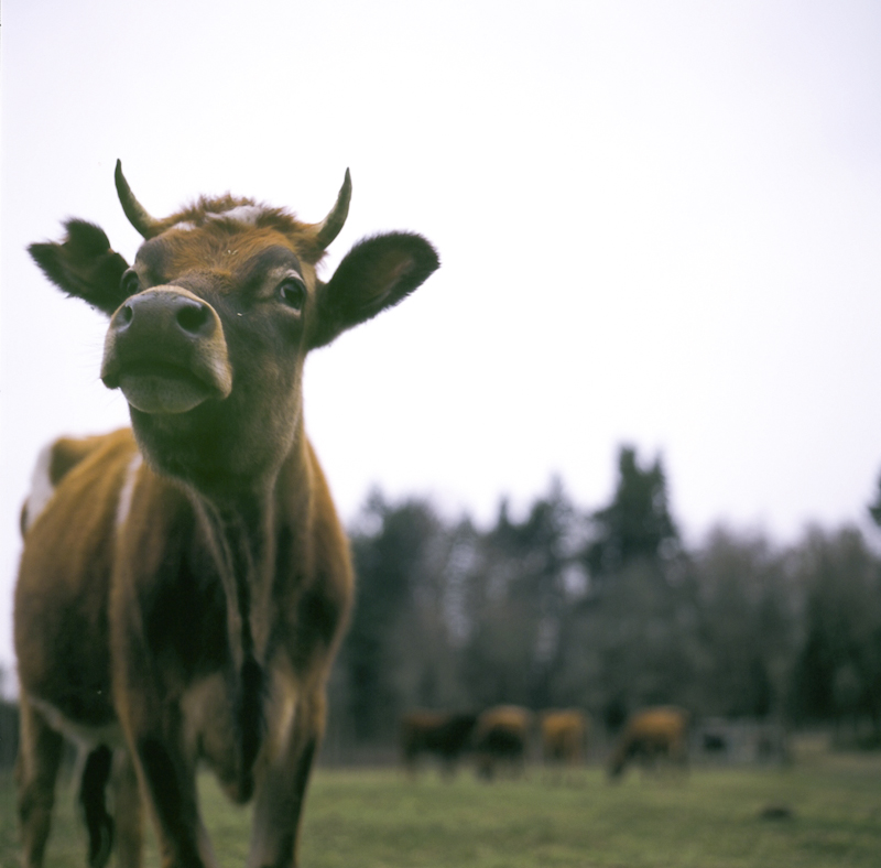 Kurtwood Farms is a self-sustaining farm located on Vashon Island.