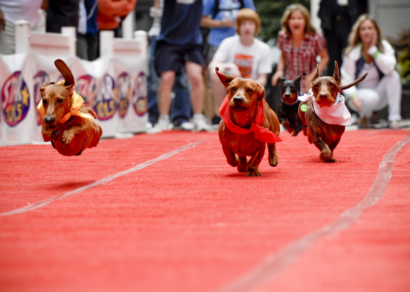IT'S THE 2010 PHOTO OF THE YEAR! But, one can never have enough of cute little wieners.