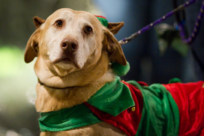 The winner of the costumer contest - and their human master - were given a free night at the Pan Pacific Hotel.