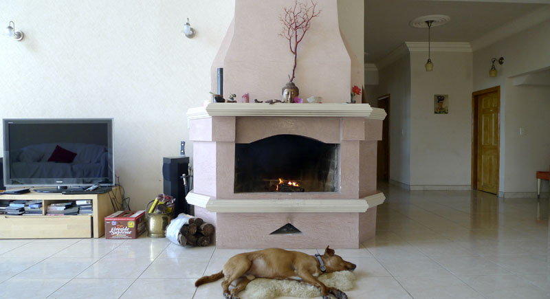 Wilkins adopted a dog off the streets of Tijuana; hence his name: Calle.