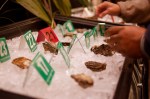 Oysters being considered for the 'most beautiful' prize.