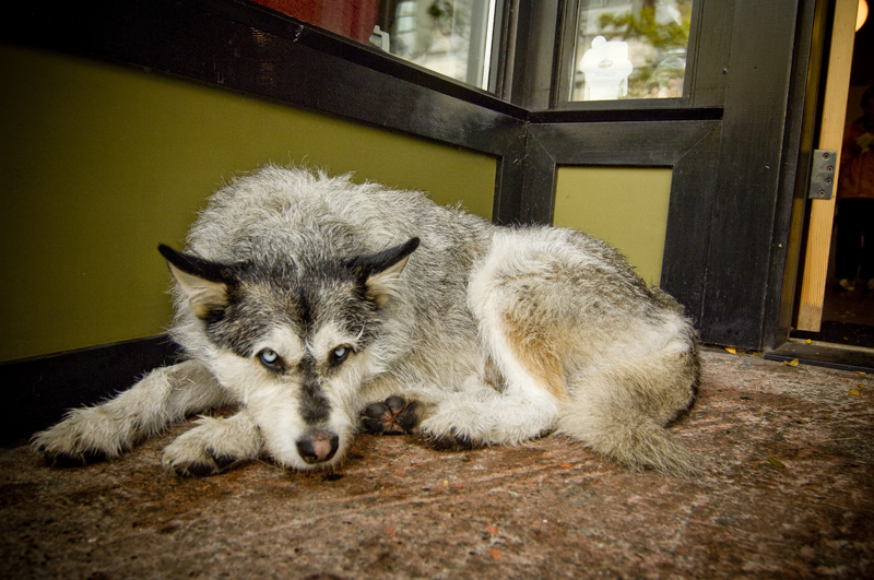 The sights and sounds of Reverb Festival perked up a gloomy Ballard