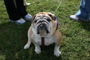 Saturday dawned bright for dogs, and the people who love them, to