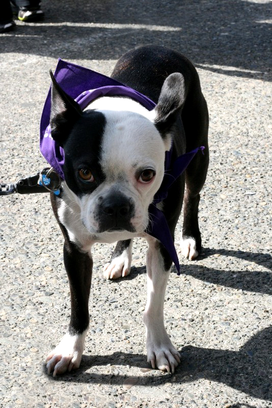 Saturday dawned bright for dogs, and the people who love them, to