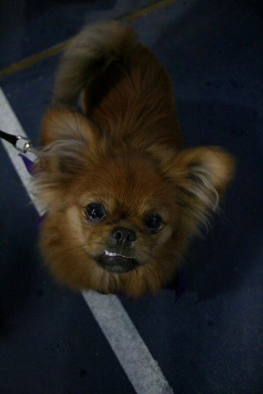 Saturday dawned bright for dogs, and the people who love them, to