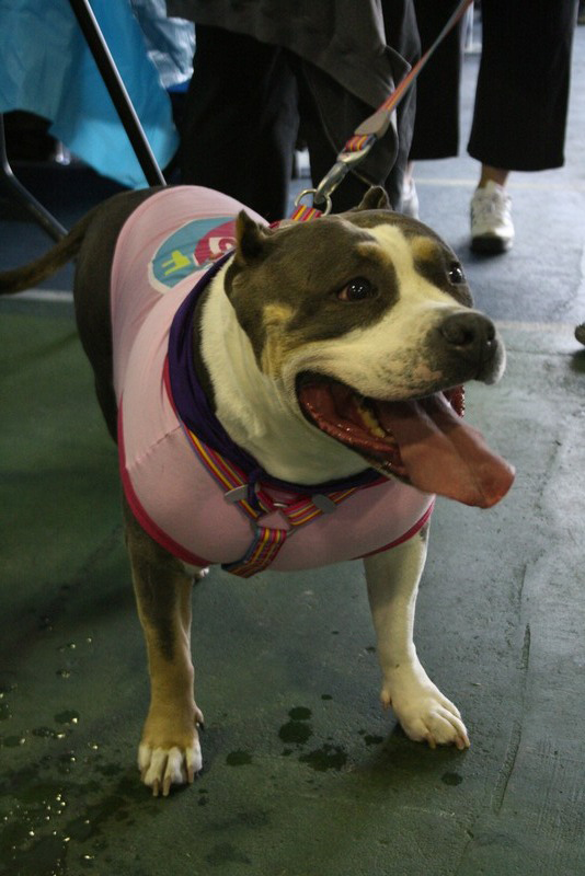 Saturday dawned bright for dogs, and the people who love them, to