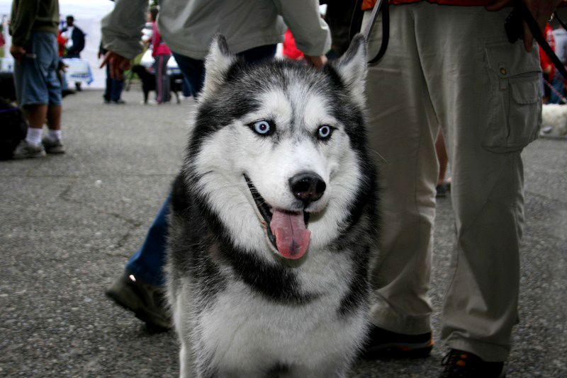 Saturday dawned bright for dogs, and the people who love them, to