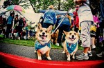 On Sunday June 20th, the 11th annual Furry 5K took place in
