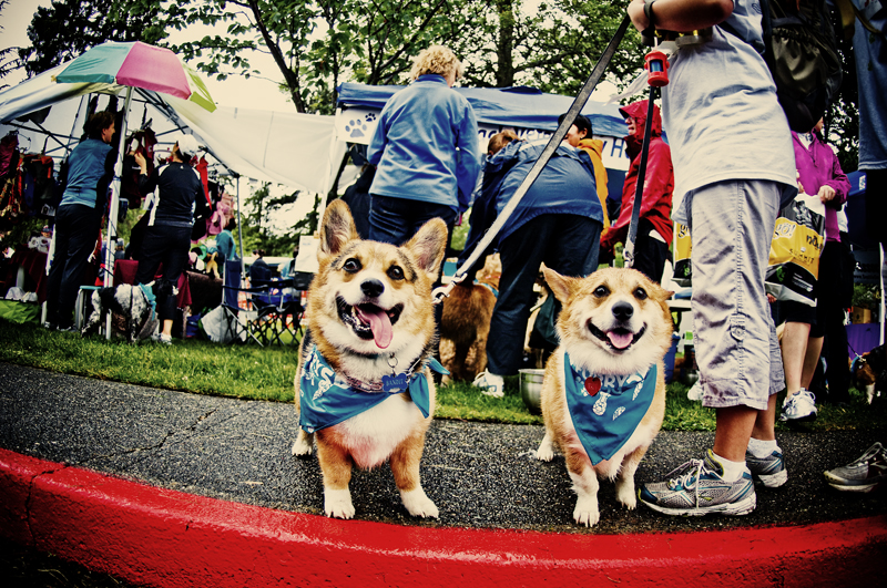 On Sunday June 20th, the 11th annual Furry 5K took place in