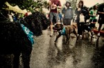 On Sunday June 20th, the 11th annual Furry 5K took place in