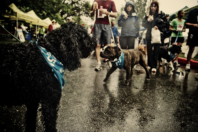 On Sunday June 20th, the 11th annual Furry 5K took place in